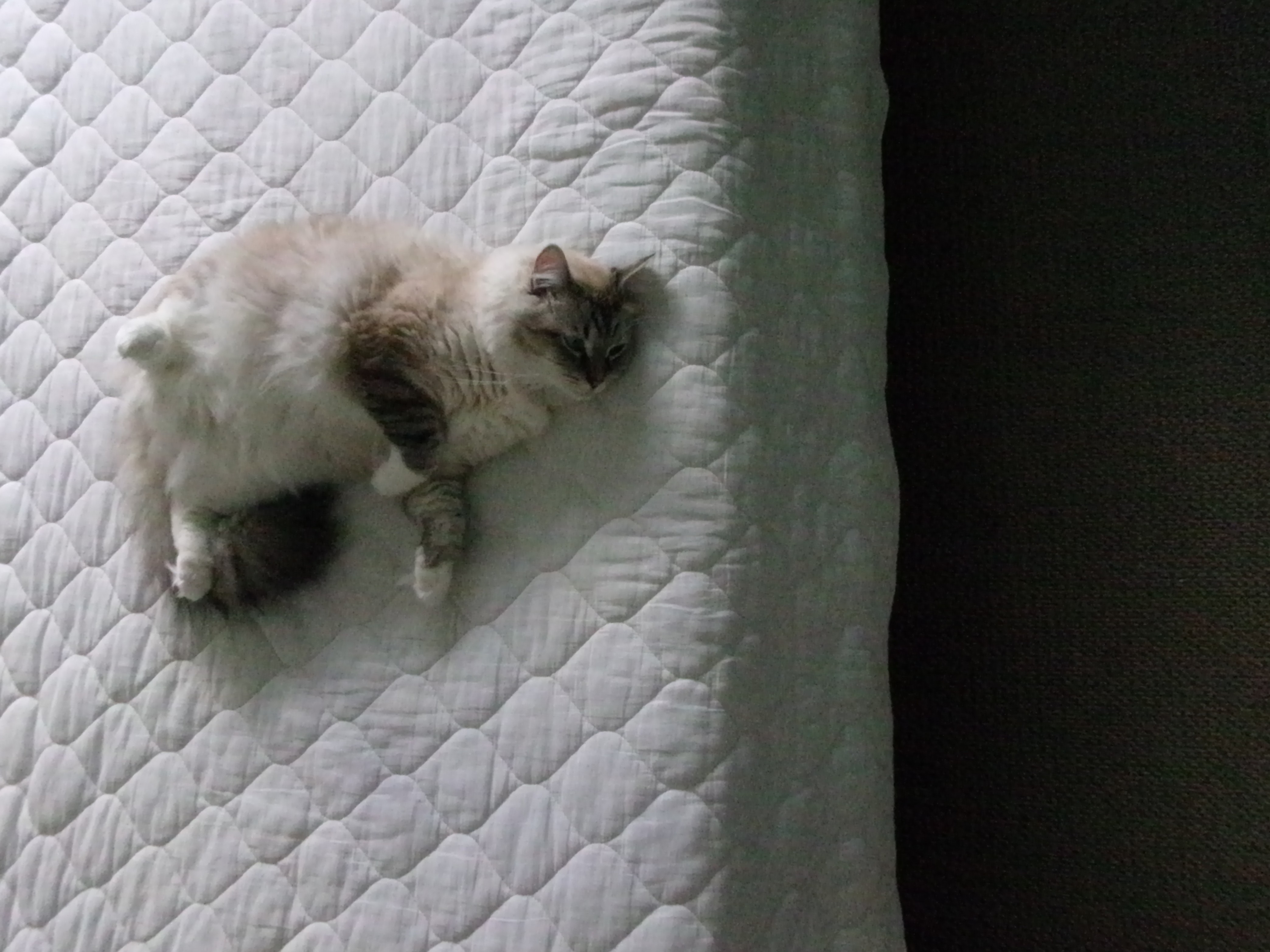 Cat on a bedspread from the day