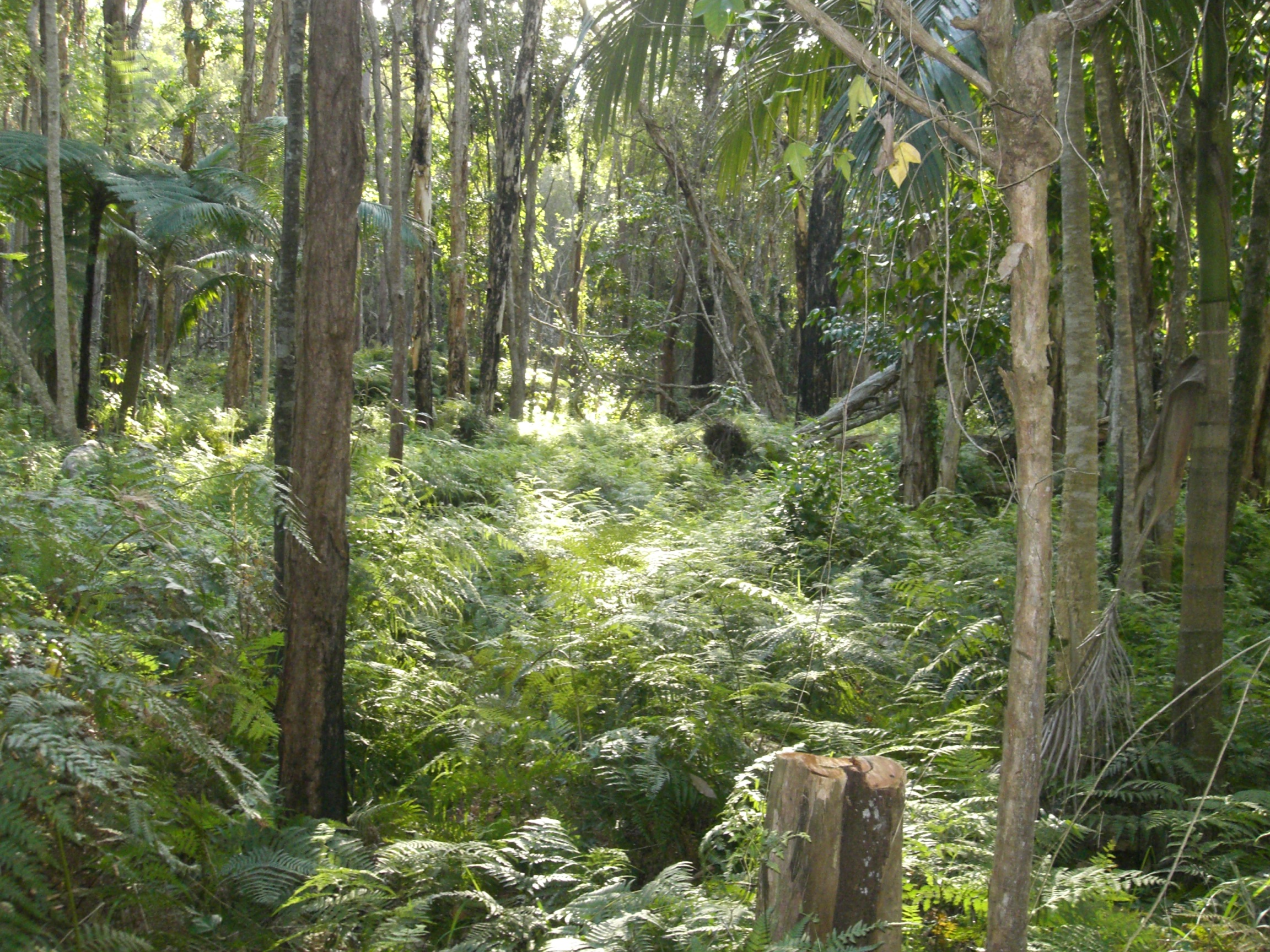 Sunlit fern forest from the day
