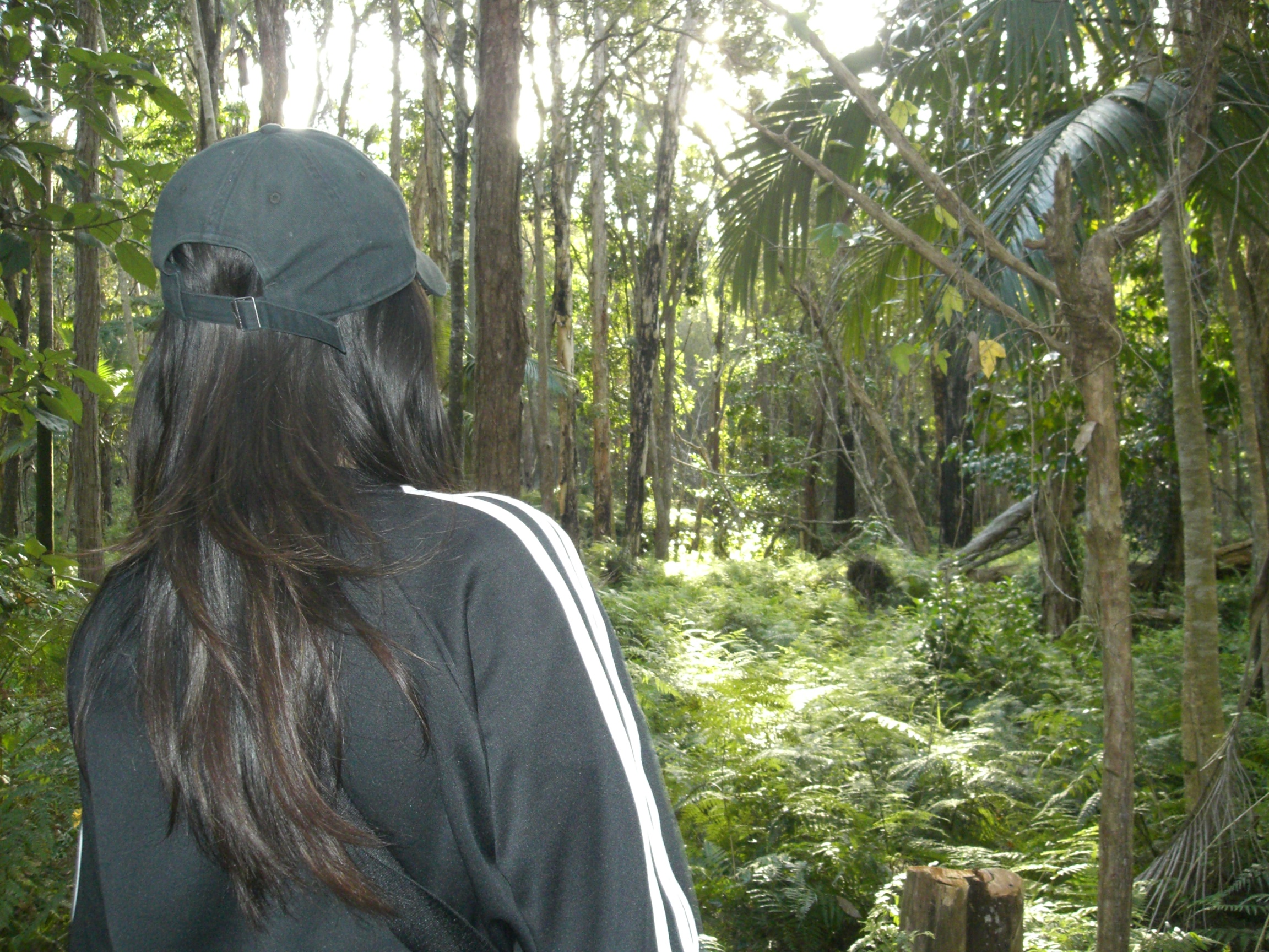 Looking into the trees from the day
